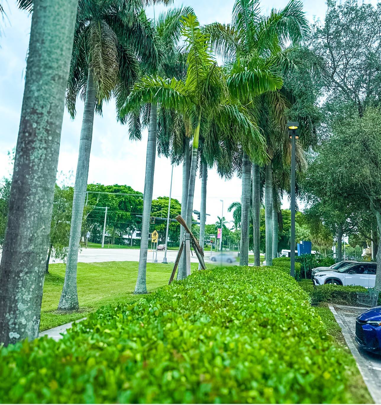 Manicured hedges and royal palms lining a maintained commercial landscape