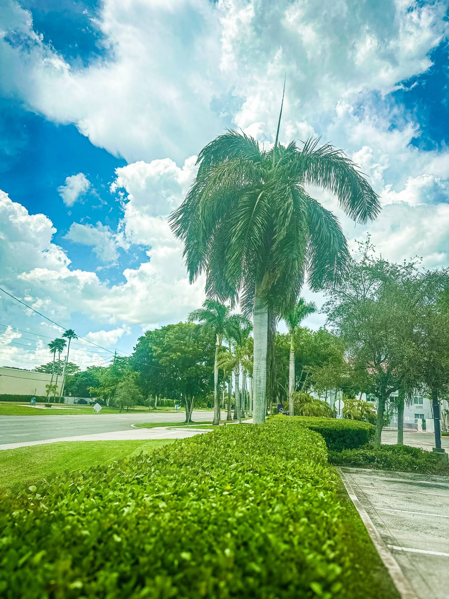 Trimmed hedge and palm-lined lawn at a maintained South Florida property