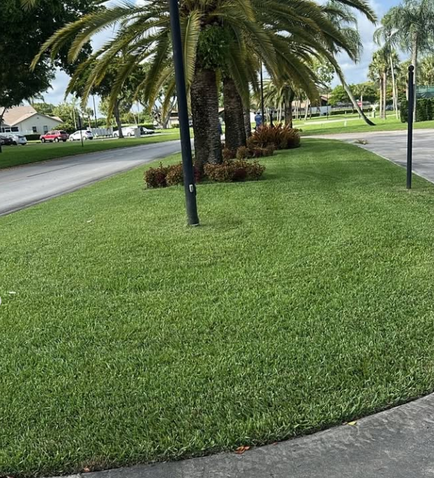 Clean roadside lawn and palms maintained along a South Florida street