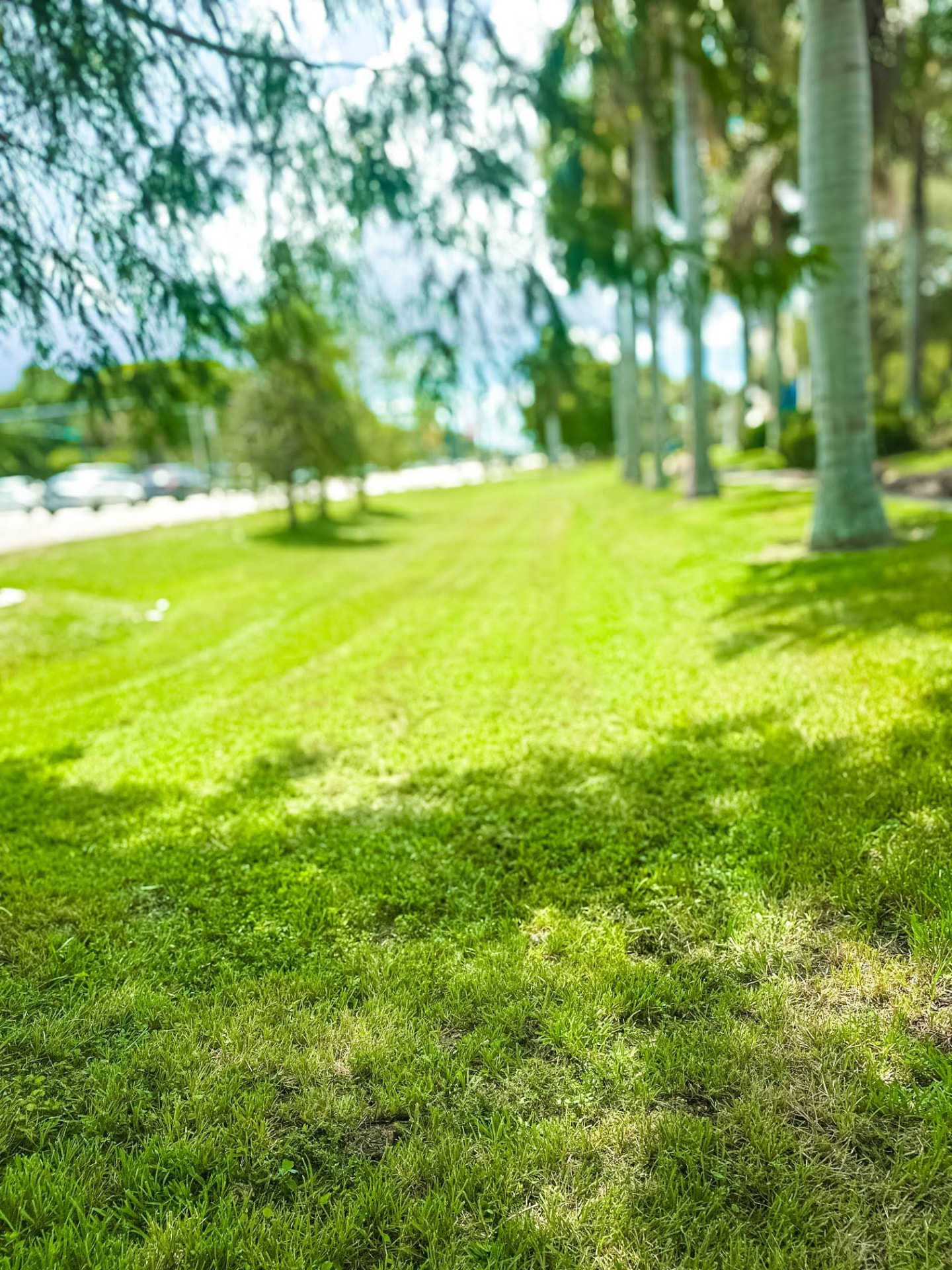 Freshly mowed green lawn beneath palm trees at a South Florida property